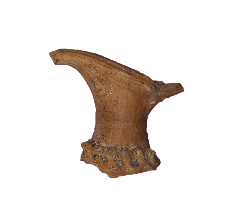 Құмыраның мойны